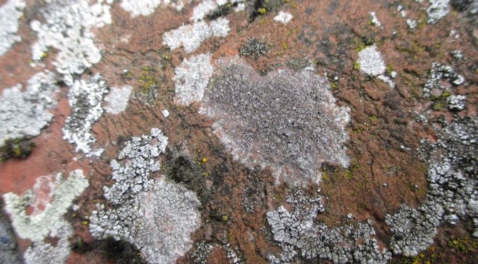 Lichens at Hever